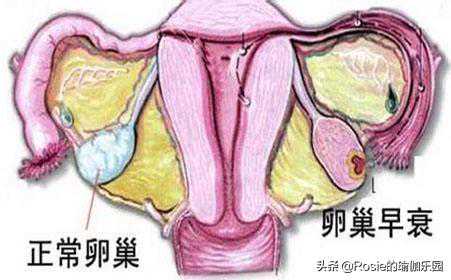 香港验血中介利润,女备孕前多久不能喝酒
