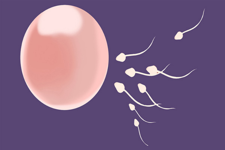 香港化验血男的单子图片,人工受精和人工授精，有什么区别？试管婴儿和普通